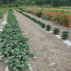 Biodegradable Paper Mulch, 3 Feet X 250 Feet 18 Biodegradable Paper Mulch, 3 Feet X 250 Feet -Gardening Supplies wg36250f 7