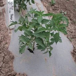 Biodegradable Paper Mulch, 3 Feet By 500 Feet -Gardening Supplies wg36500f 3