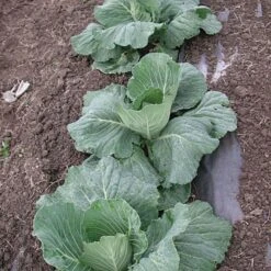 Biodegradable Paper Mulch, 4 Feet By 100 Feet -Gardening Supplies wg48100f 4