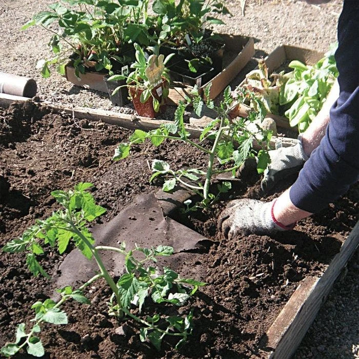 Biodegradable Paper Mulch, 4 Feet By 250 Feet 5 Biodegradable Paper Mulch, 4 Feet By 250 Feet - Image 3