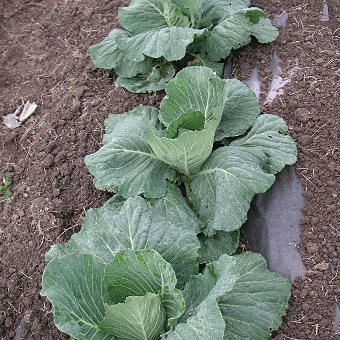 Biodegradable Paper Mulch, 4 Feet By 250 Feet 7 Biodegradable Paper Mulch, 4 Feet By 250 Feet - Image 5