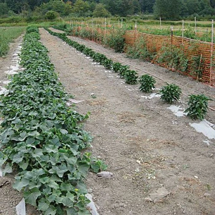 Biodegradable Paper Mulch, 4 Feet By 250 Feet 10 Biodegradable Paper Mulch, 4 Feet By 250 Feet - Image 8